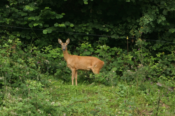 Chevreuils au chalet - 028